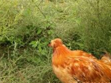 農(nóng)場(chǎng)展示