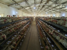 農(nóng)場(chǎng)展示